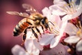 Macro photograph of a honey bee on a flower Honey bee collecting nectar Royalty Free Stock Photo