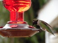 Macro Photograph of Hummingbird