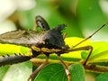 Macro photograph of a leaf-footed bug resting on a leaf, highlighted against a soft green background Royalty Free Stock Photo
