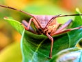 Macro photograph of a leaf-footed bug resting on a leaf, highlighted against a soft blurred background Royalty Free Stock Photo