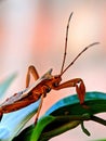 Macro photograph of a leaf-footed bug resting on a leaf, highlighted against a soft blurred background Royalty Free Stock Photo