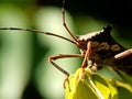 Macro photograph of a leaf-footed bug resting on a leaf, highlighted against a soft green background Royalty Free Stock Photo