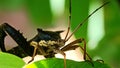 Macro photograph of a leaf-footed bug resting on a leaf, highlighted against a soft green background Royalty Free Stock Photo