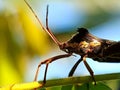 Macro photograph of a leaf-footed bug resting on a leaf, highlighted against a soft green background Royalty Free Stock Photo
