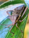 Macro photograph of a leaf-footed bug resting on a leaf, highlighted against a soft green background Royalty Free Stock Photo