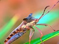 Macro photograph of a leaf-footed bug resting on a leaf, highlighted against a soft blurred background Royalty Free Stock Photo