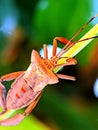 Macro photograph of a leaf-footed bug resting on a plant stem, highlighted against a soft blurred background Royalty Free Stock Photo