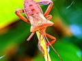 Macro photograph of a leaf-footed bug resting on a plant stem, highlighted against a soft blurred background Royalty Free Stock Photo