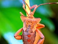 Macro photograph of a leaf-footed bug resting on a plant stem, highlighted against a soft blurred background Royalty Free Stock Photo