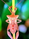 Macro photograph of a leaf-footed bug resting on a plant stem, highlighted against a soft blurred background Royalty Free Stock Photo