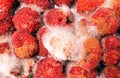 Macro photograph of moldy raspberries. Royalty Free Stock Photo