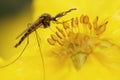 Macro photograph of a mosquito in the middle of a flower with yellow stamens Royalty Free Stock Photo