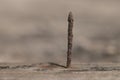 A Close-up photograph of a Rusting Nail. Royalty Free Stock Photo