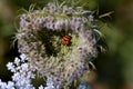 Trapped orange ladybug