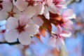 Close up macro photograph ofpink tree blossom in spring Royalty Free Stock Photo