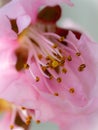 A Macro Photograph of a Pink Blossom in Full Bloom Royalty Free Stock Photo