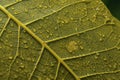 macro photograph of pollen-covered leaf, with the veins and texture visible