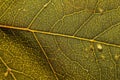 macro photograph of pollen-covered leaf, with the veins and texture visible