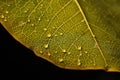 macro photograph of pollen-covered leaf, with the veins and texture visible