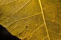 macro photograph of pollen-covered leaf, with the veins and texture visible