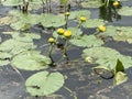 Close up photograph of yellow lily flowers and lily pads. Royalty Free Stock Photo