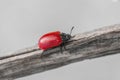 Poplar leaf beetle chrysomela populi with bright red elytra on dry branch in macro nature photography Royalty Free Stock Photo