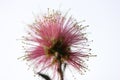 Macro Photograph Pretty Pink Native Australian Bottle-Brush Flower against a White Background