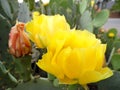 Macro Photograph of Prickly Pear Cactus Blossom