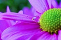 Macro photograph of purple gerbera flower with raindrop Royalty Free Stock Photo