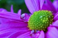 Macro photograph of purple gerbera flower with raindrop Royalty Free Stock Photo