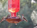 Macro Photograph of Several Hummingbirds