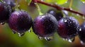 Macro shot of wet java plums on a branch with water droplets and a blurred green background outdoors Royalty Free Stock Photo