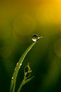 Fresh Morning Dew Sparkling on Grass Tip Royalty Free Stock Photo