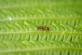 macro photograph of a small cloudfly ant on a green fern leaf in the middle of summer Royalty Free Stock Photo