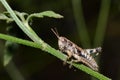 Lame grasshopper on the grass