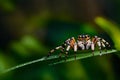 A macro photograph of a spider constructing its web,