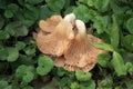 Macro photograph of strange mushrooms.
