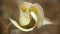 Macro Photograph of a Superb Mariposa Lily