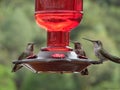 Macro Photograph of Three Hummingbirds Royalty Free Stock Photo