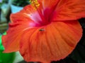 A insect rests on a pretty hibiscus petal in Missouri.