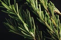 Macro photograph of two Rosemary sprigs, featuring their vibrant green leaves