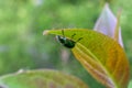 Upside Down Leaf Weevil