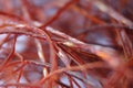 Macro photograph view of saffron with selective focus