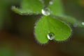 Macro photograph of water droplet on the edge of a leaf.