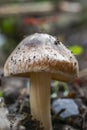 Entolome mushroom ground level view