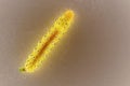 macro photograph of a yellow and black luminous caterpillar
