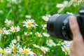 Macro photographer photographing a bee sucking nectar from daisy flower in spring meadow