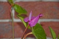 Macro photographing. anthurium. purple exotic flower. flower with green leaves. tailflower plant