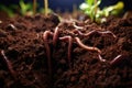 Macro photographs of earthworms in soil Royalty Free Stock Photo