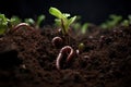 Macro photographs of earthworms in soil Royalty Free Stock Photo